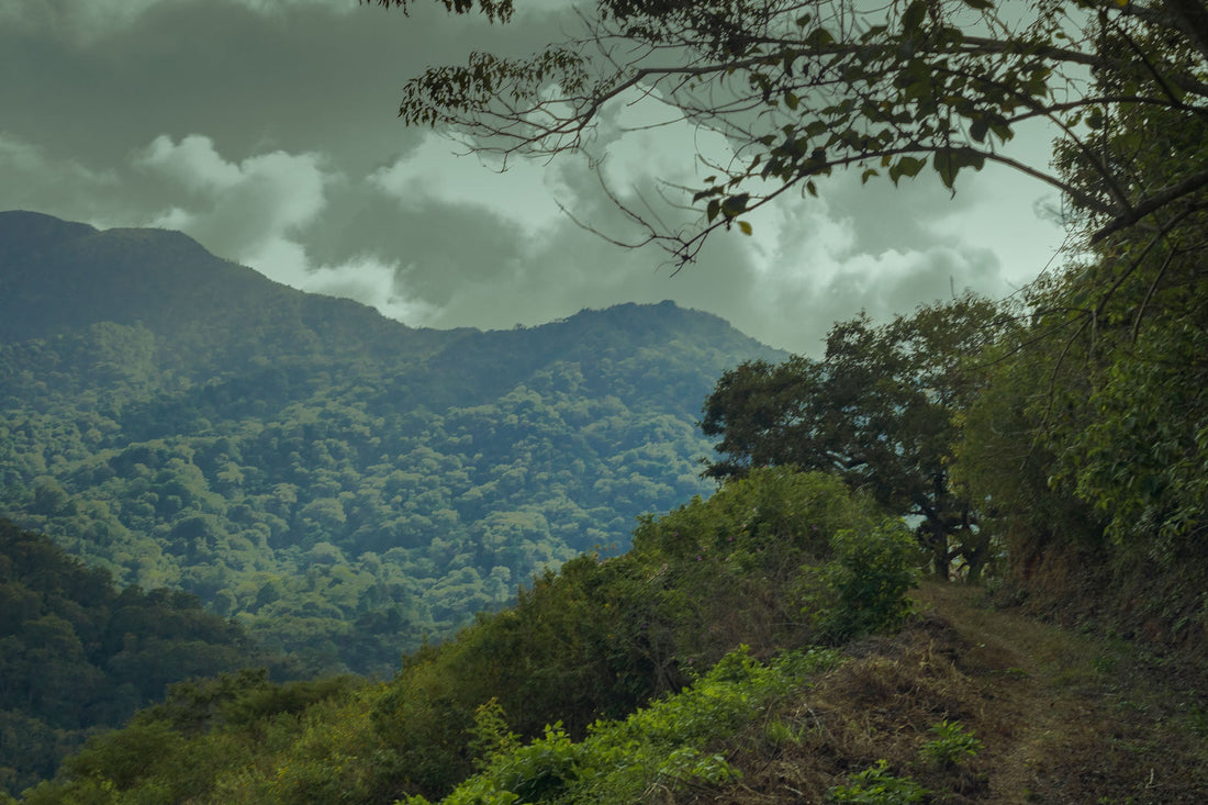 ¿IMPORTA LA ALTURA DEL CAFÉ?